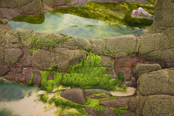 Bretagne : cap d'Erquy : algues et rocher