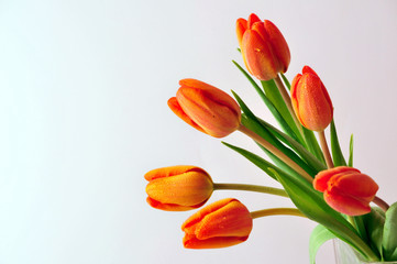 Tulpen Blüte Frühling