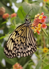Papillon (Lepidoptera) Idea Leuconoe 