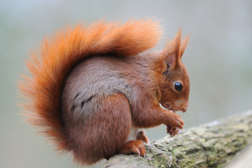 Red squirrel &eacute;cureuil roux