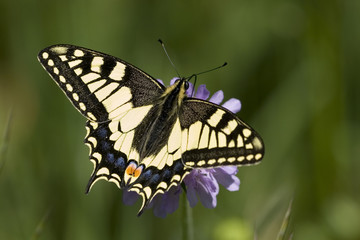 Der Schwalbenschwanz, der größte einheimische Schmetterling