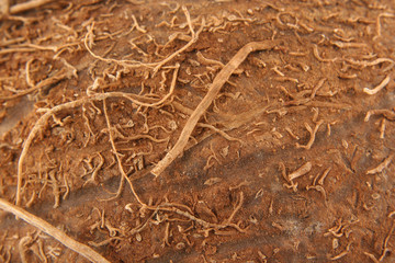 Coconut macro background