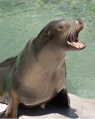 Fototapeta premium Barking Sea Lion
