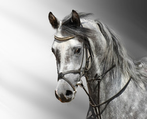 Portrait of dapple-grey arabian horse - 5846099