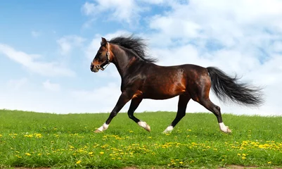 Fotobehang arabian horse trots - realistic photomontage © Kseniya Abramova