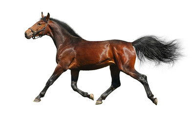 Fototapeta premium hanoverian stallion trots - isolated on white