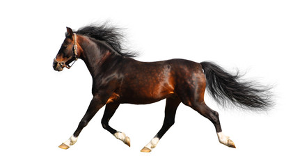 arabian stallion trots - isolated on white