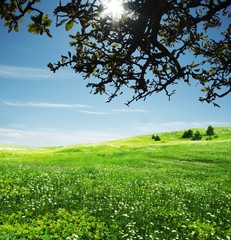 Fototapeta premium Natural background