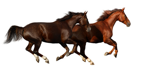 budenny horses gallop - isolated on white