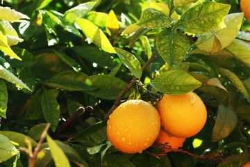 Tangerine in garden