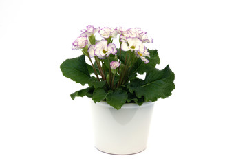 potted primrose flowers isolated on white background