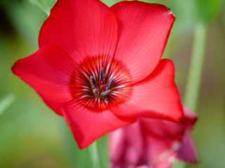 Garden flower in the summer.
