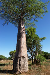 Fototapeta na wymiar baobab, Madagaskar