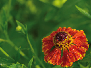 Helenium. A garden flower.