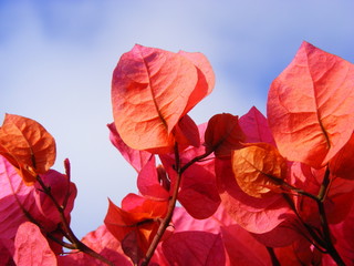 bouganvillea sky