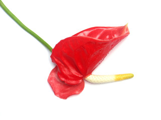 tige d'anthurium rose