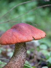 Aspen mushroom in an autumn wood. Russia. 