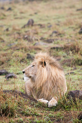 lion at rest