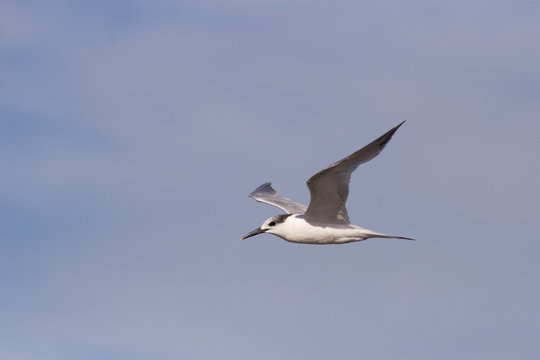 A Sandwich Tern flying overhead with a cloudy sky as a backdrop.