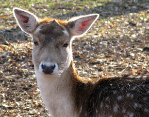 Fototapeta premium Reh im Wald