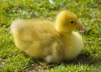 Cute fluffy easter duckling sitting on the grass. Side view.