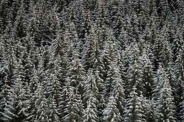 Background of winter forest