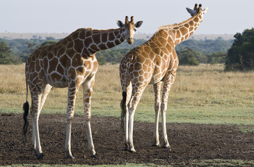 Obraz na płótnie Canvas Two Giraffes
