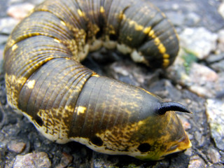 Ugly Horned Caterpillar