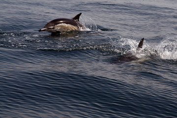 dolphins