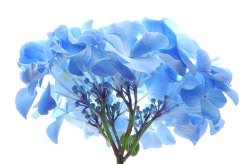 Close-up of soft pastel blue hortensia flower 