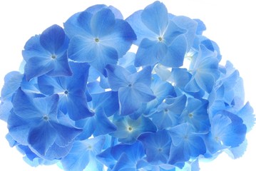 Close-up of soft pastel blue hortensia flower 