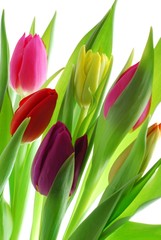 Close-up of bunch of colorful tulips on white background
