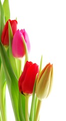Naklejka premium Close-up of bunch of colorful tulips on white background