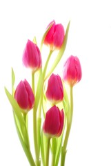 Close-up of bunch of colorful pink tulips on white background