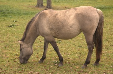 Caballo