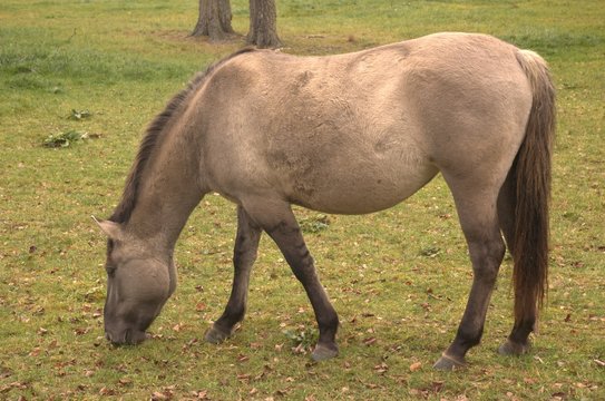 Caballo