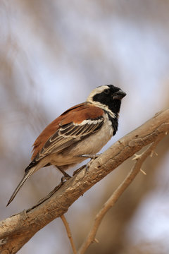 Kapsperling (Passer melanurus)