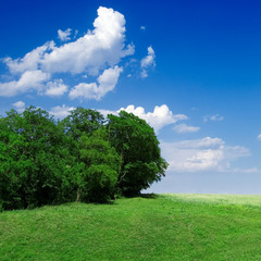 Fototapeta na wymiar Green field and wood on a background of the blue sky