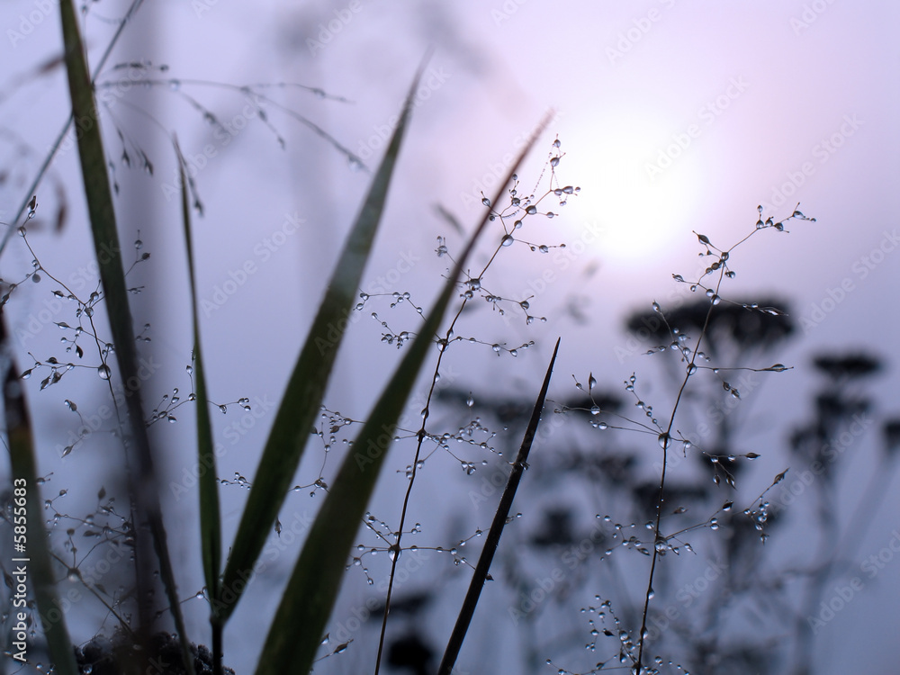 Canvas Prints drops of dew on a grass in a fog