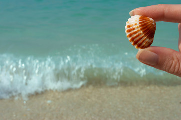 Hand and seashell on the beach