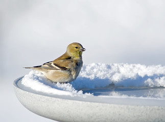 American Goldfinch on a heated birdbath