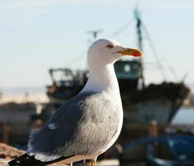 Sea gulls