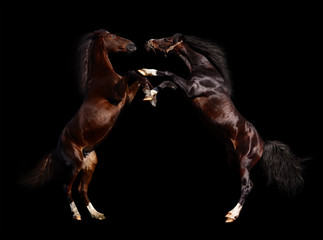 battle of horses - isolated on black