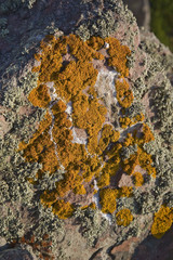 Bretagne , cap d'Erquy : rochers et lichen orange