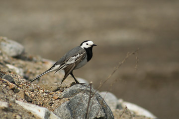 motacilla alba