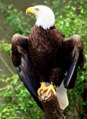 Eagle