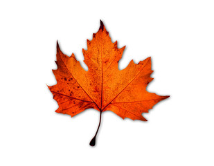 Fototapeta premium feuille