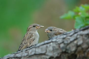 Fototapeta premium Fütterung 4