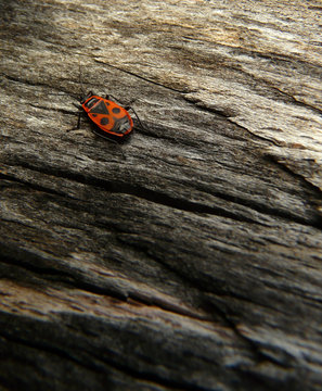 Insecte sur un tronc d'arbre