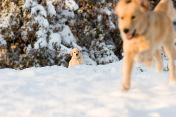 Golden retriever dog with pup.